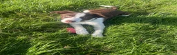 Border Collie dogs for sale: 13 week old Border Collie  in Dorchester - Advert 2