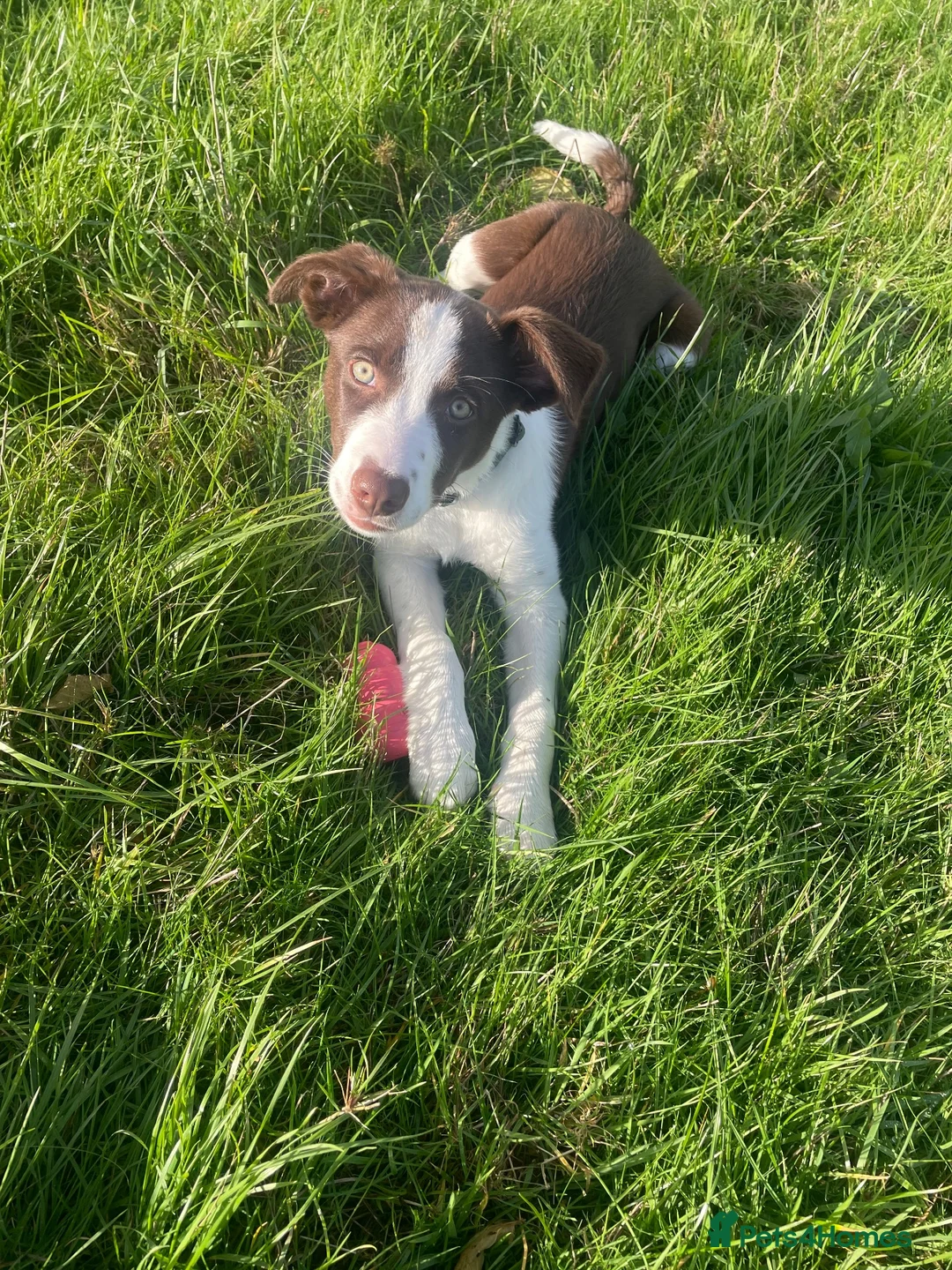 Border Collie dogs for sale: 13 week old Border Collie  in Dorchester - Advert 2