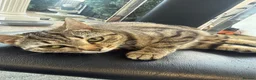 Mixed Breed cats for sale: Beautiful kittens need a home - Advert 1