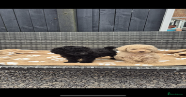 Poodle dogs - Advert 1