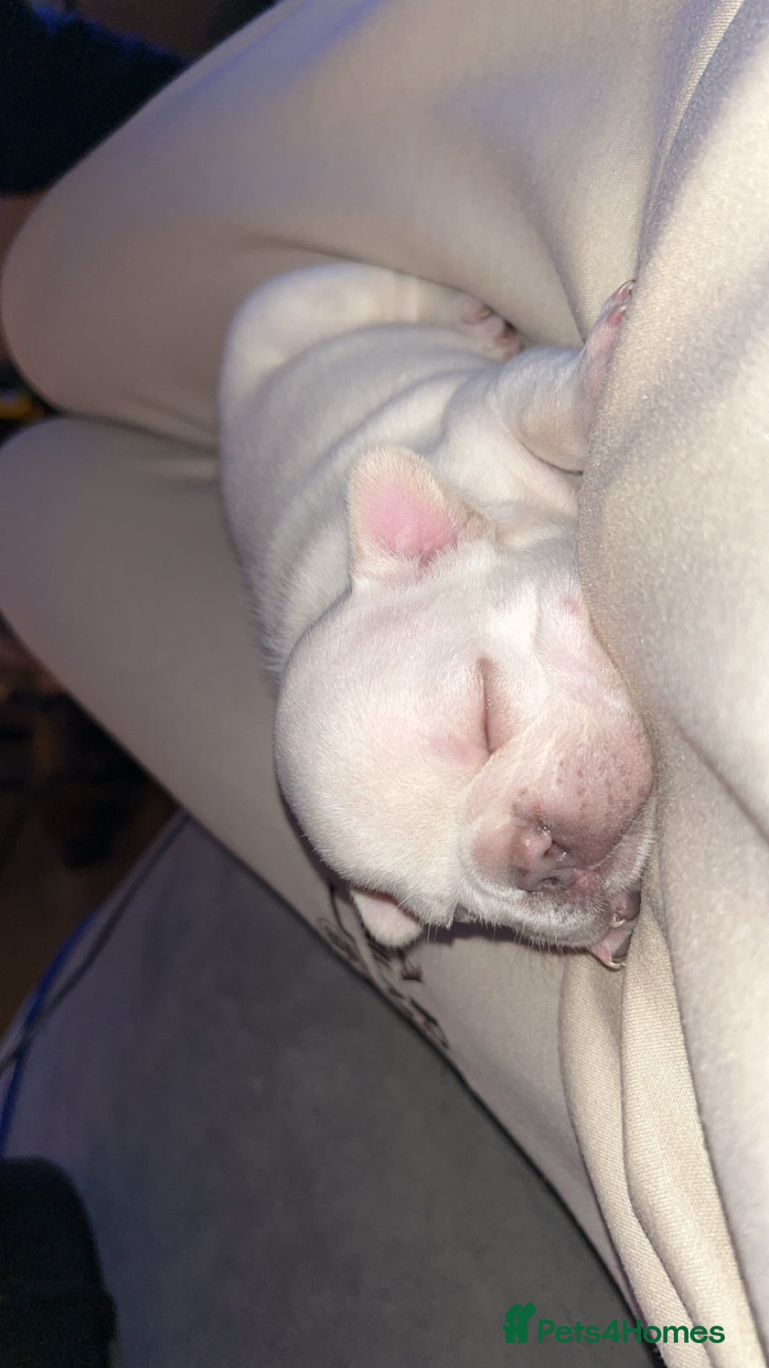 French Bulldog dogs for sale: French fries due to leave 3rd January  - Advert 9