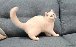 Scottish Fold cats for sale: Excellent Scottish straight kittens  - Image 10