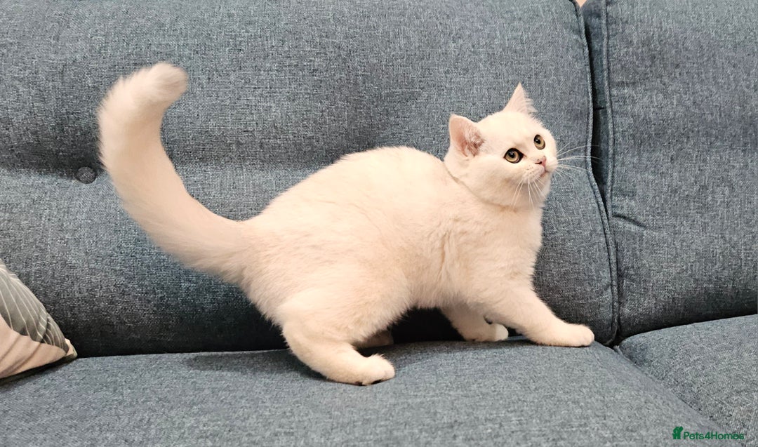 Scottish Fold cats for sale: Excellent Scottish straight kittens  - Image 10