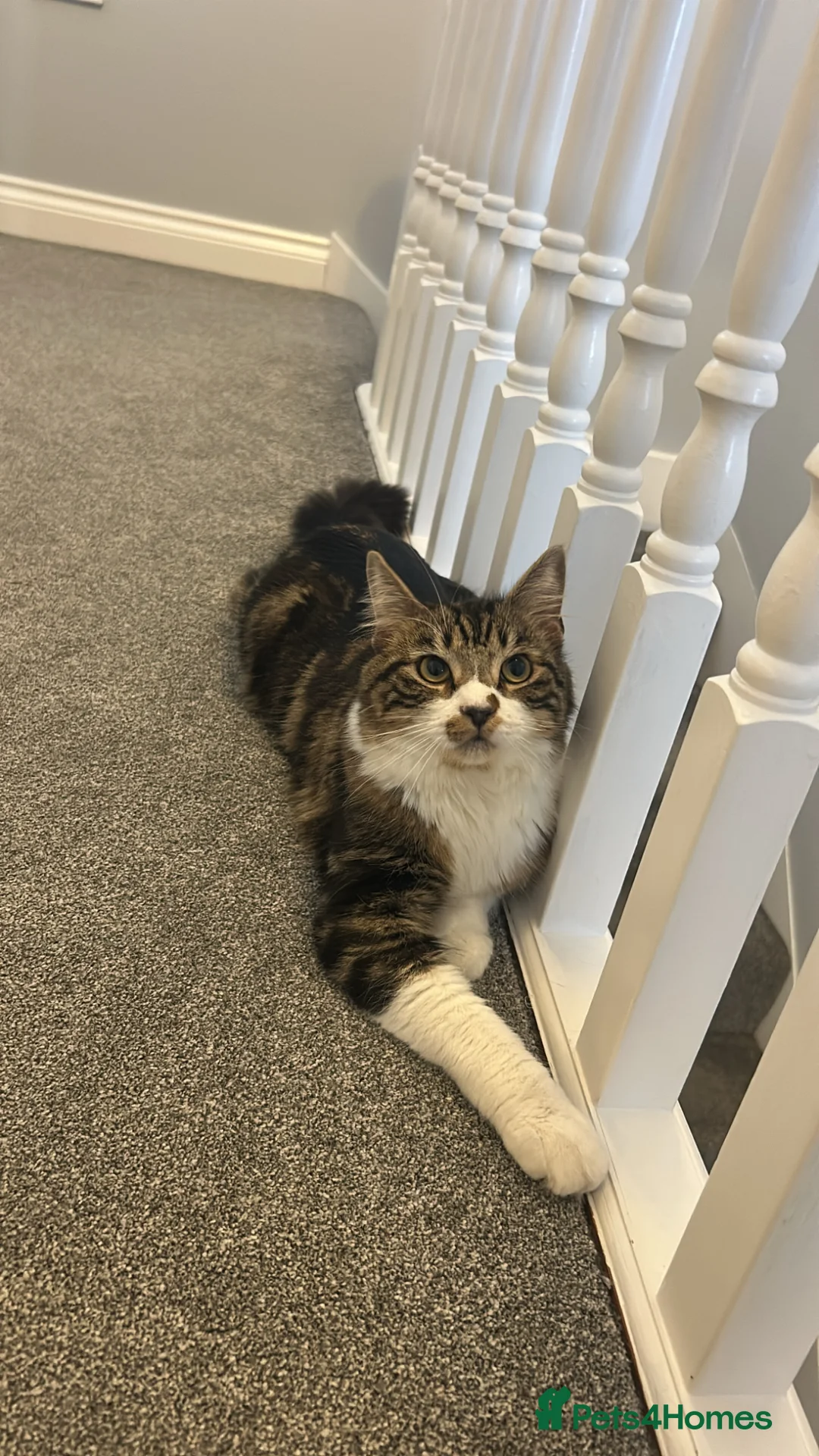 Mixed Breed cats for sale: 1 year old boy/male cat for sale in Norwich - Advert 1