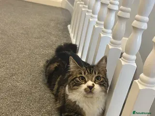 Mixed Breed cats 1 year old boy/male cat for sale - Advert 2