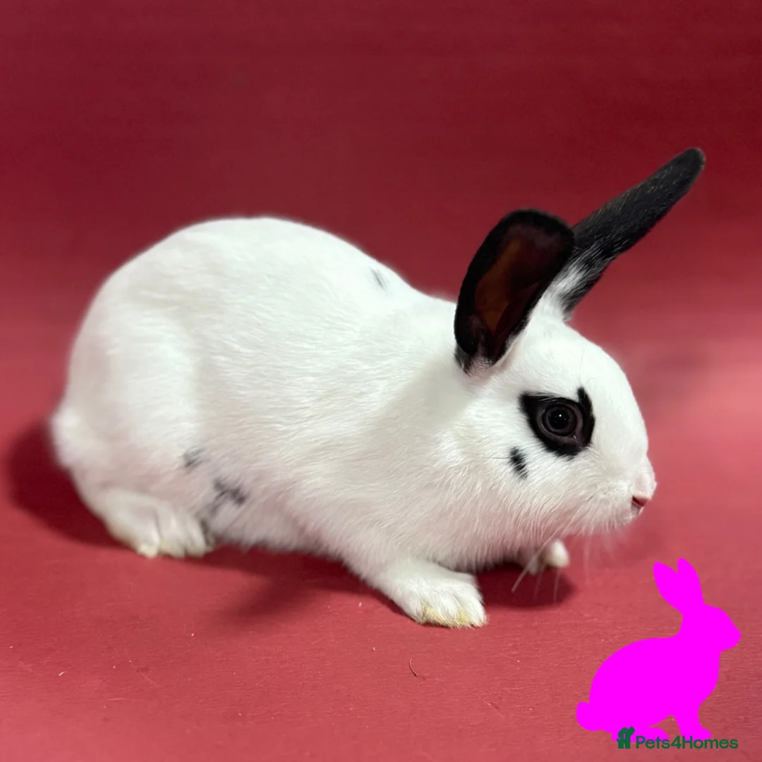 English Spot rabbits for sale: English spot kits ready now - Advert 12