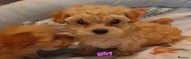 Maltipoo 3