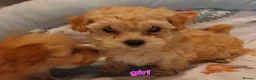 Maltipoo dogs for sale: Korean mulitpoo - Advert 5