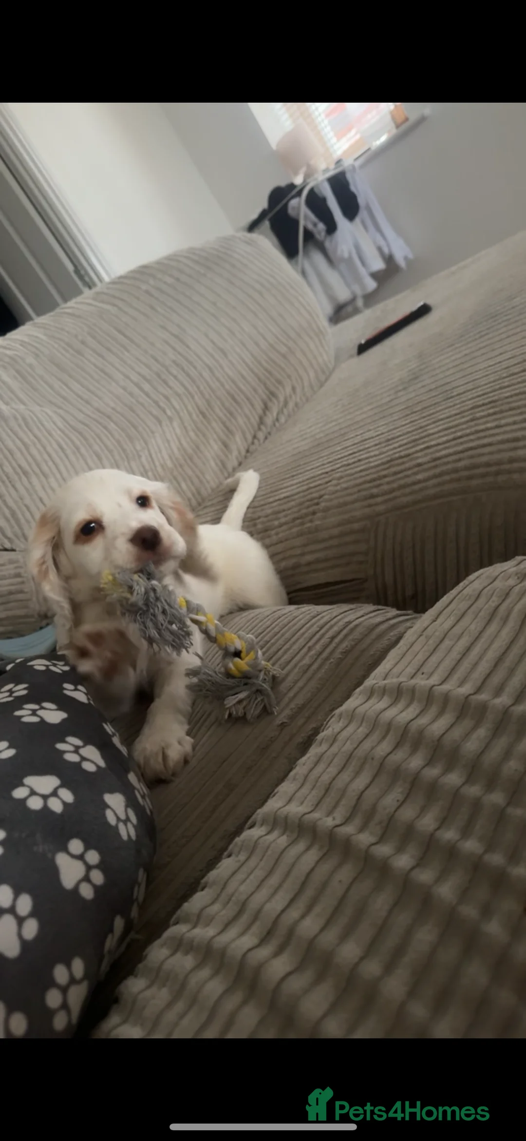 Cocker Spaniel dogs for sale: white cocker spaniel girl - Advert 4