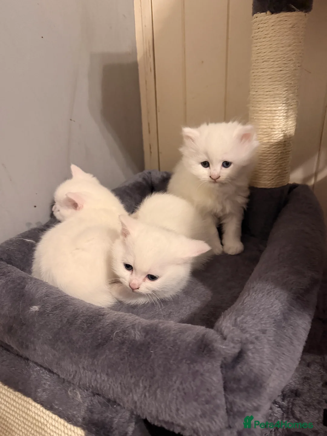 Persian cats for sale: Ready soon, 5 persian X kittens - Advert 23