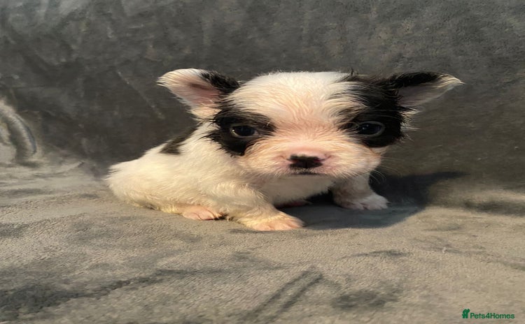 French Bulldog dogs - Advert 5