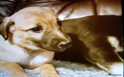 Lurcher dogs for sale: Bedlington whippet greyhound pups  - Advert 5