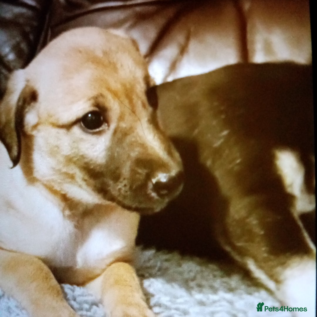 Lurcher dogs for sale: Bedlington whippet greyhound pups  - Advert 5