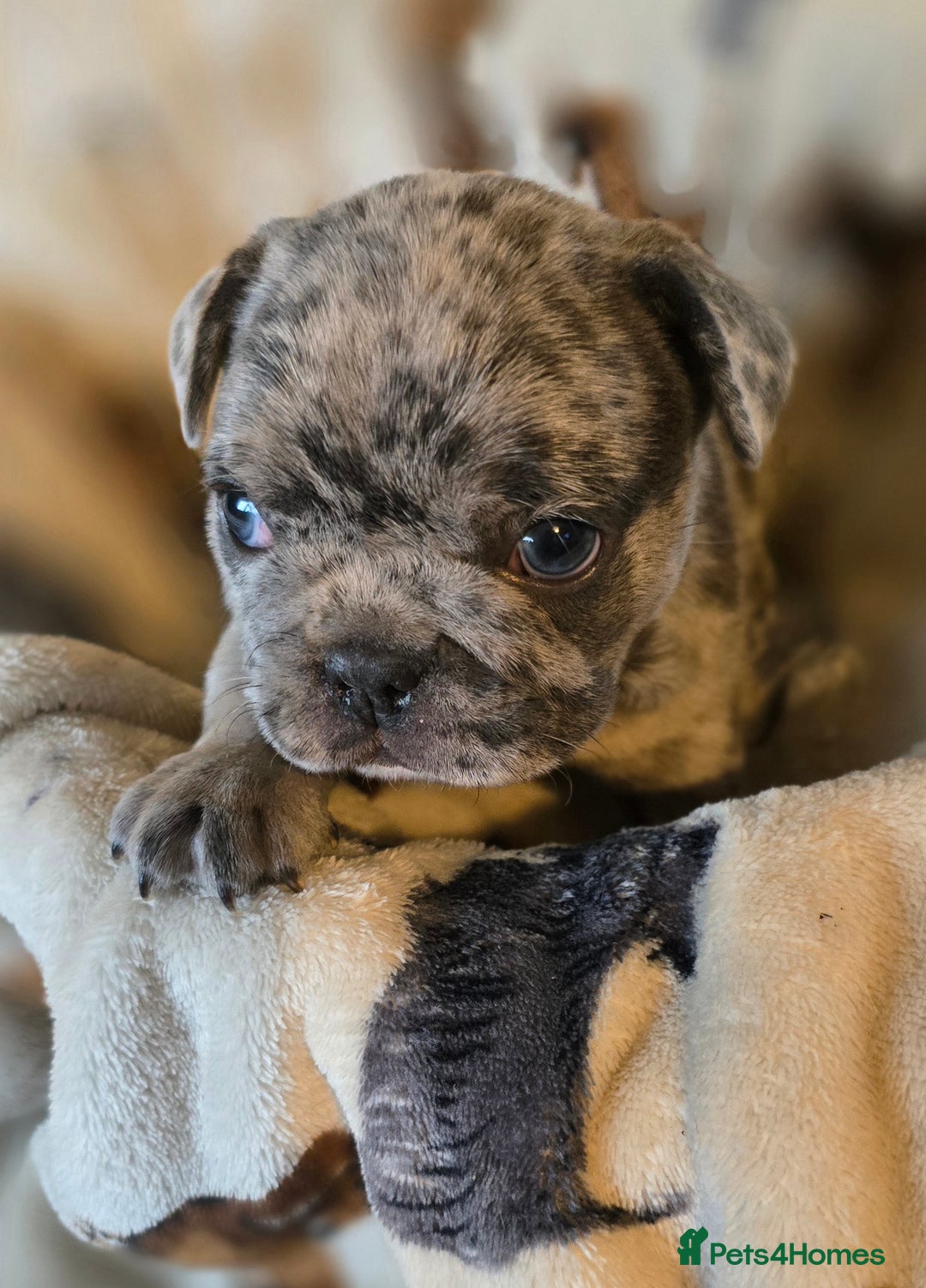 French Bulldog dogs for sale: French bulldog puppies  - Advert 2