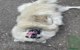 Pomeranian dogs for sale: Pomeranian spitzz - Image 6