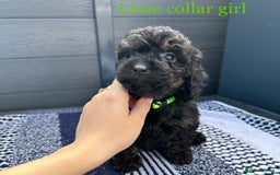 Cockapoo dogs for sale: F1 cockapoo puppies - Image 11