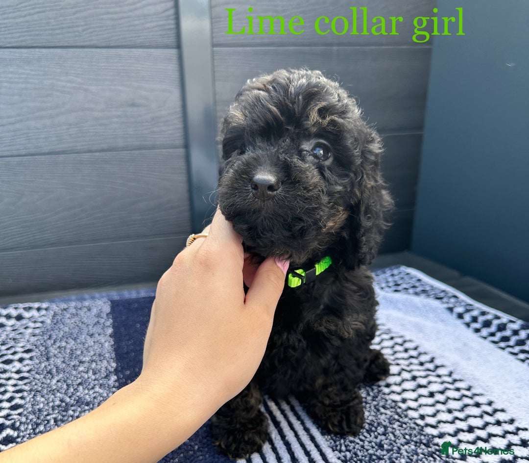 Cockapoo dogs for sale: F1 cockapoo puppies - Image 11