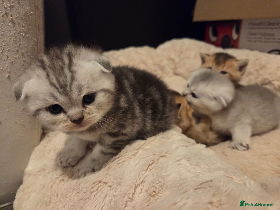 Scottish Fold cats for sale: Scottish folds - Image 8