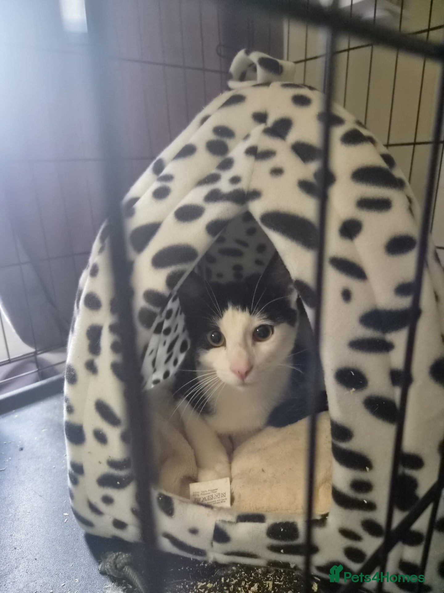 Domestic Shorthair cats Po - Ladies Man - Adopts Cats in Crisis EastLdn - Advert 2