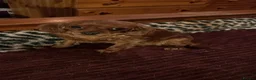 Cavapoo dogs for sale: Red cavapoos in Baldock - Advert 10