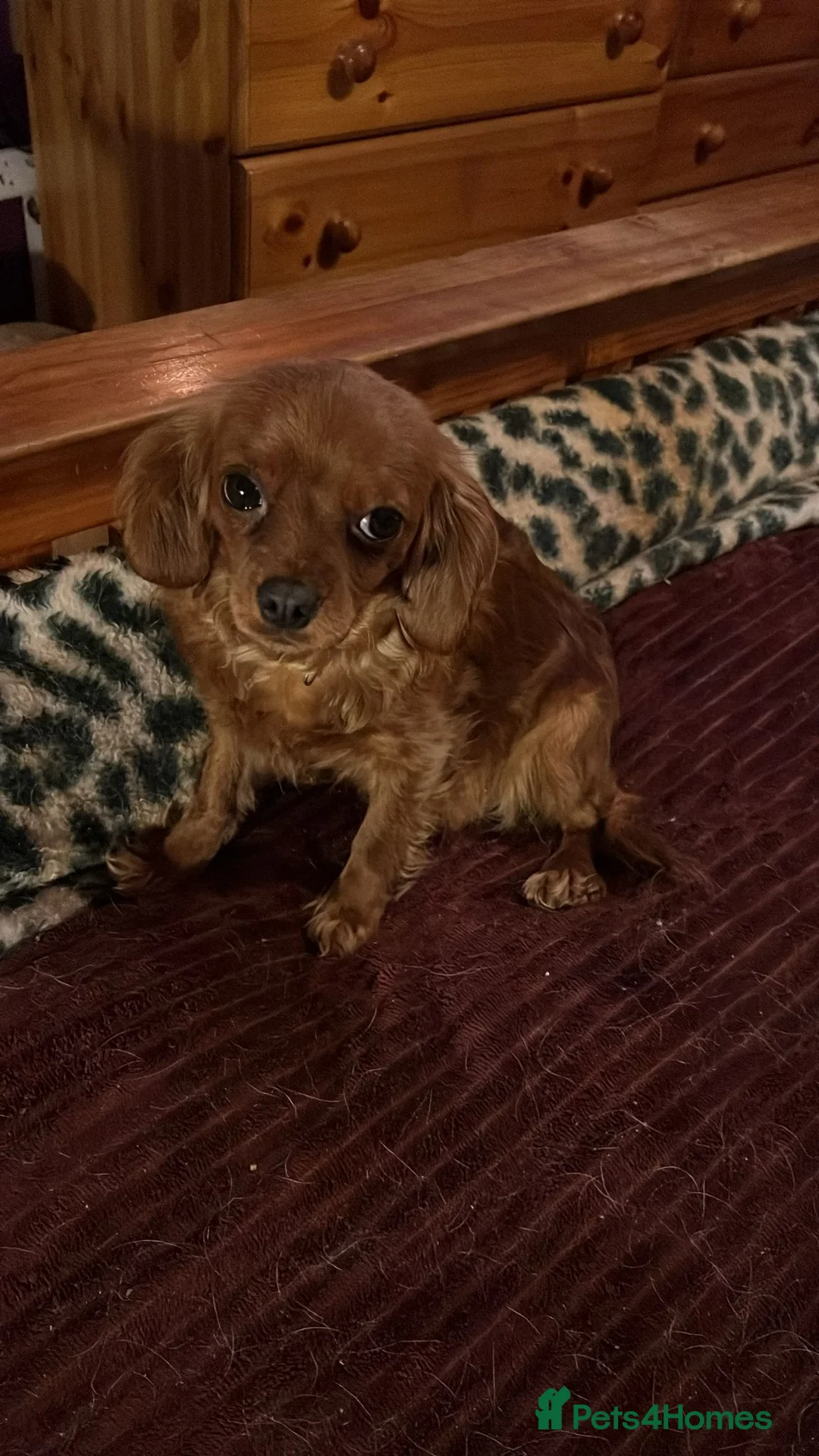Cavapoo dogs for sale: Red cavapoos in Baldock - Advert 10