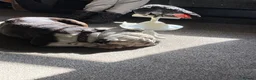 Parrots birds for sale: AFRICAN GREY in Todmorden - Advert 2