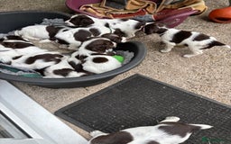 English Springer Spaniel dogs for sale: KC Springer Spaniel puppies 3 x girls available  in Hereford - Image 22