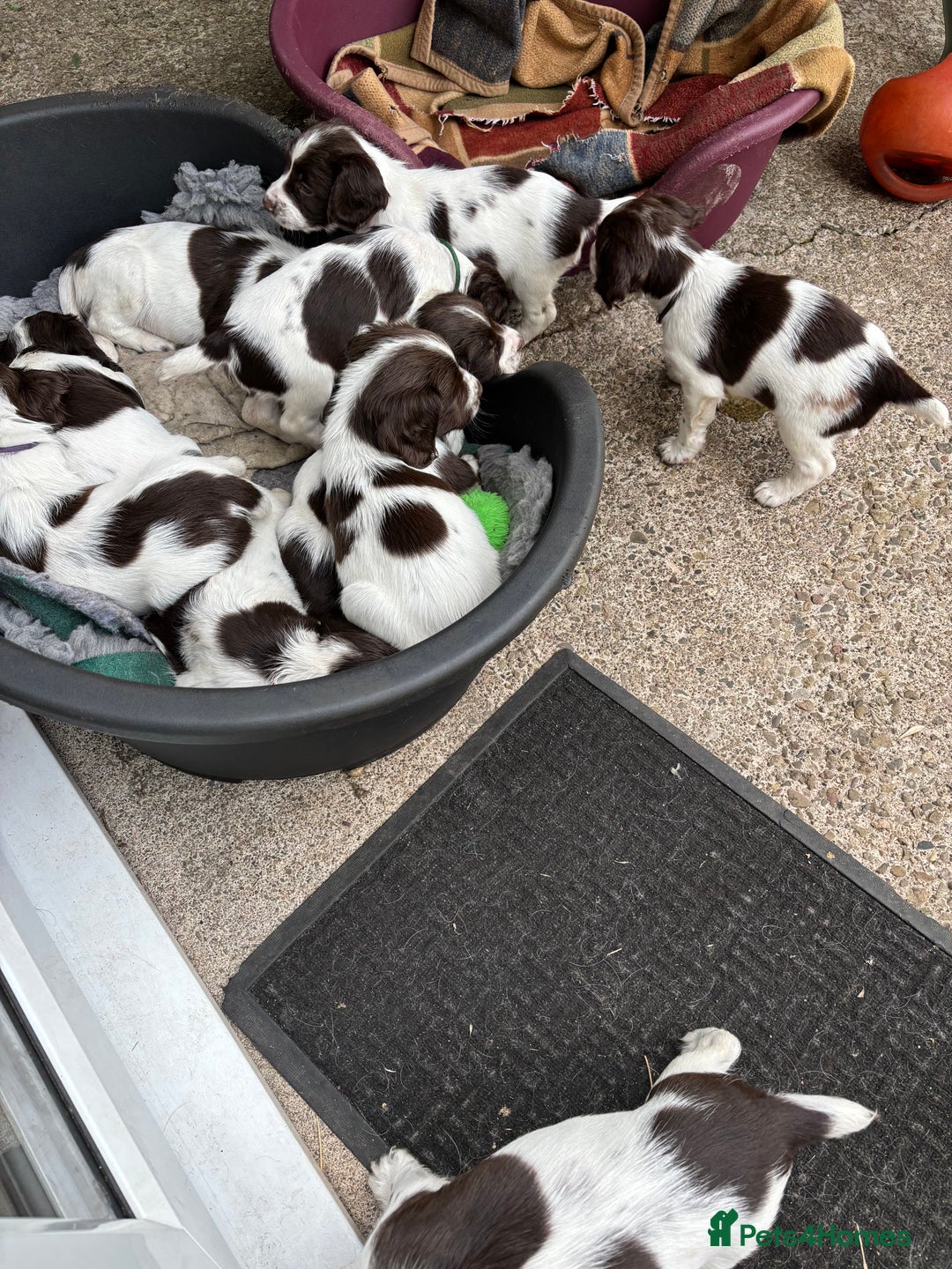 English Springer Spaniel dogs for sale: KC Springer Spaniel puppies 3 x girls available  in Hereford - Image 22