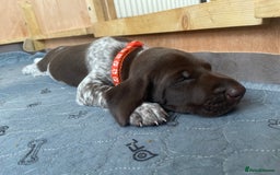 German Shorthaired Pointer dogs for sale: German Shorthaired Pointer Puppies - Image 7
