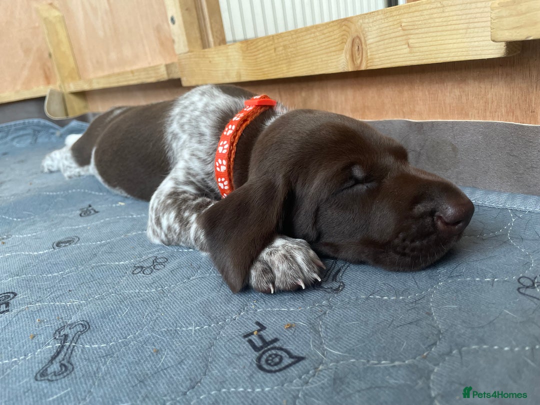 German Shorthaired Pointer dogs for sale: German Shorthaired Pointer Puppies - Image 7
