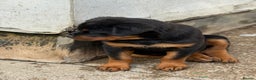 Rottweiler dogs for stud: Stunning KC registered fully health tested male   in Burnley - Advert 38