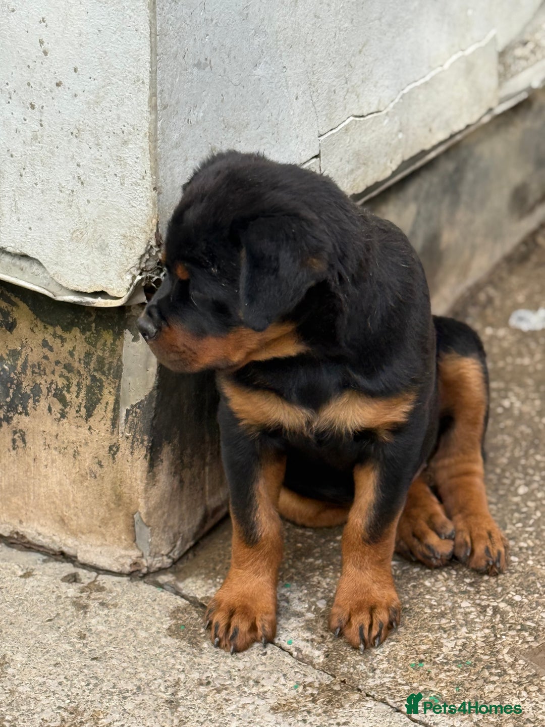 Rottweiler dogs for stud: Stunning KC registered fully health tested male   in Burnley - Advert 38