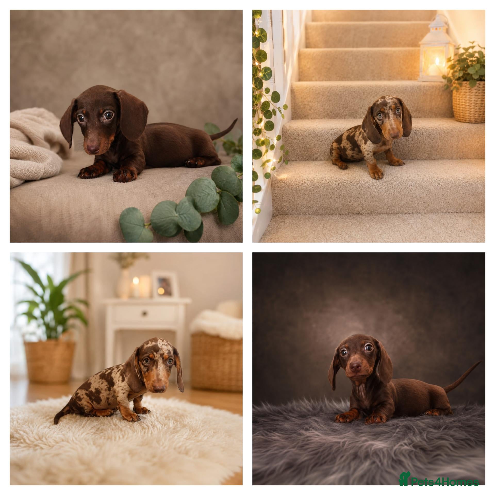 Miniature Dachshund dogs Beautiful Miniature Dachshund Puppies - Advert 1