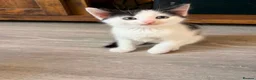 Mixed Breed cats for sale: 5 beautiful playful kittens  - Advert 4