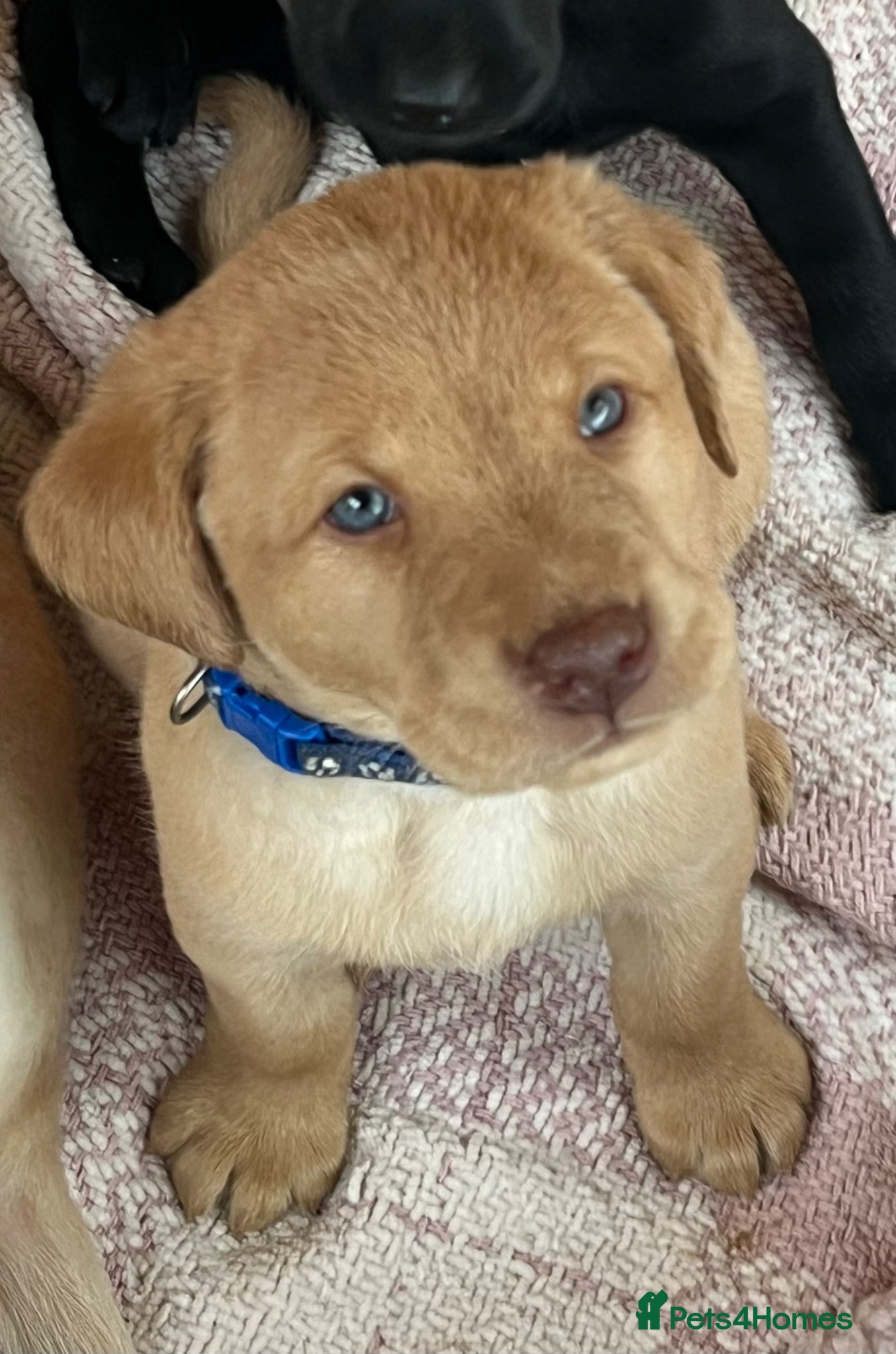 Labrador Retriever dogs x9 Labrador Puppies - Advert 1