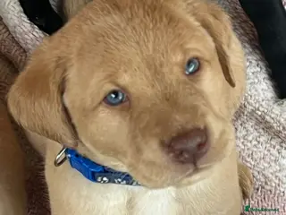 Labrador Retriever dogs x9 Labrador Puppies - Advert 1