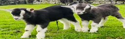 Goats livestock for sale: Beautiful Friendly Goat kids For Sale - Advert 1