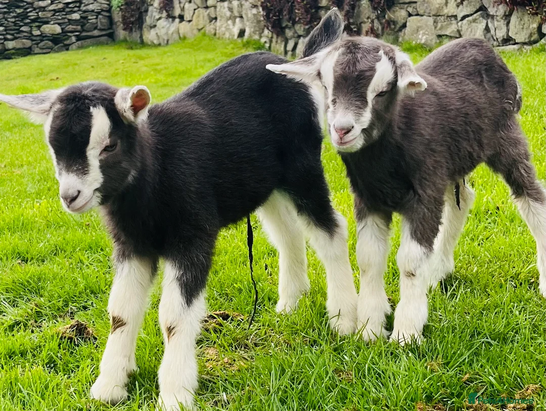 Goats livestock for sale: Beautiful Friendly Goat kids For Sale - Advert 1