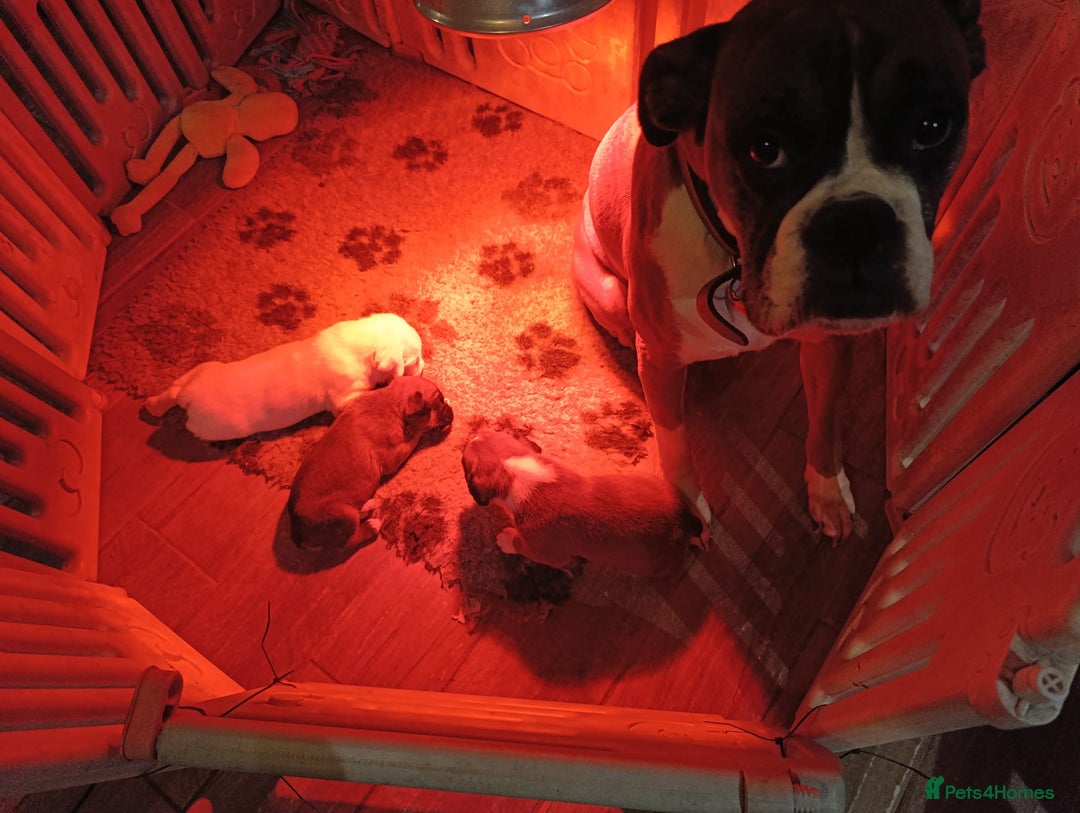 Boxer dogs for sale: Kc ref boxers bobtail pups available  - Advert 13