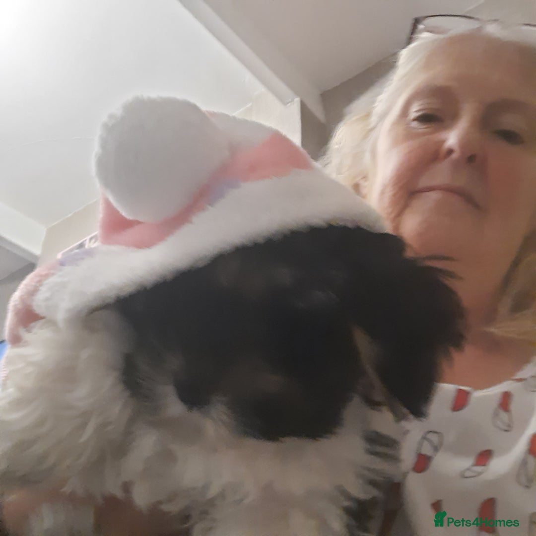 Lhasa Apso dogs for sale: 💜 REDUCED 💜 5* Kyi-Leos (Lhasa Apso/Maltese)   - Image 21
