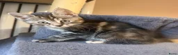 Maine Coon cats for sale: Beautiful Maine Coon x Silver British shorthair - Advert 3
