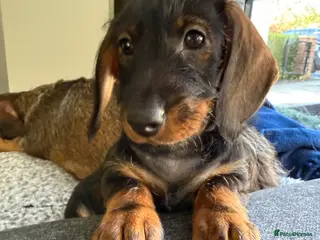 Dachshund dogs Standard Wire Haired Dachshund (1 girl left ) - Advert 13