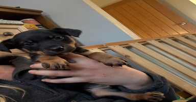 Australian Kelpie dogs Beautiful Australian kelpies  - Advert 4