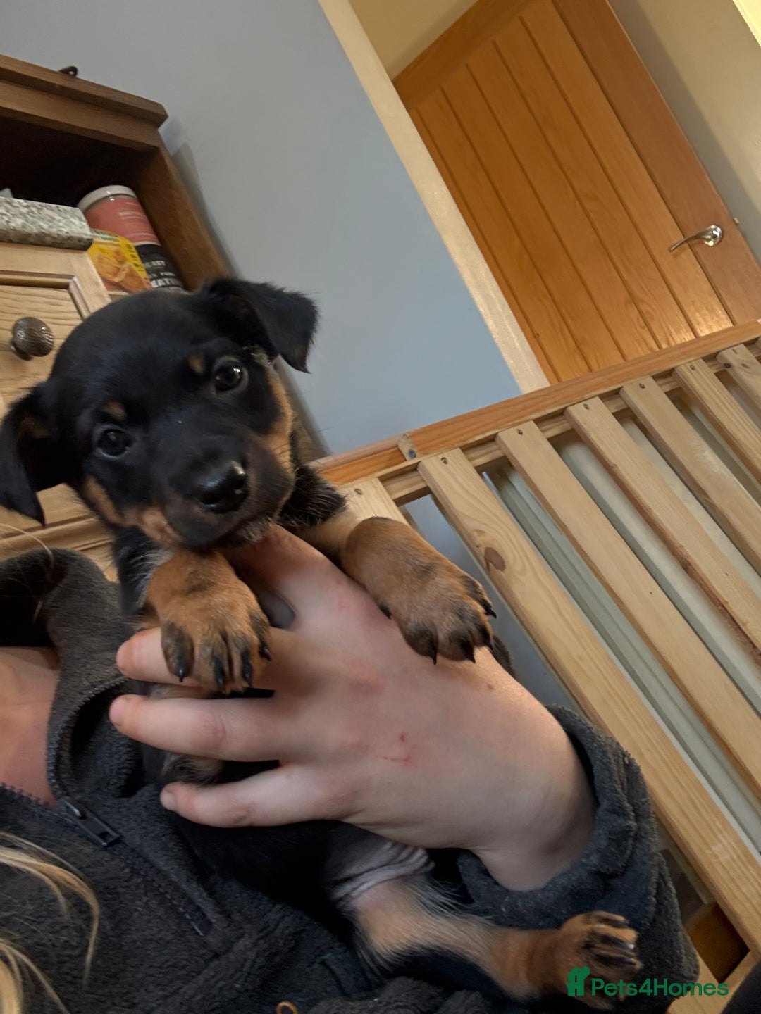 Australian Kelpie dogs for sale: Beautiful Australian kelpies  - Advert 3