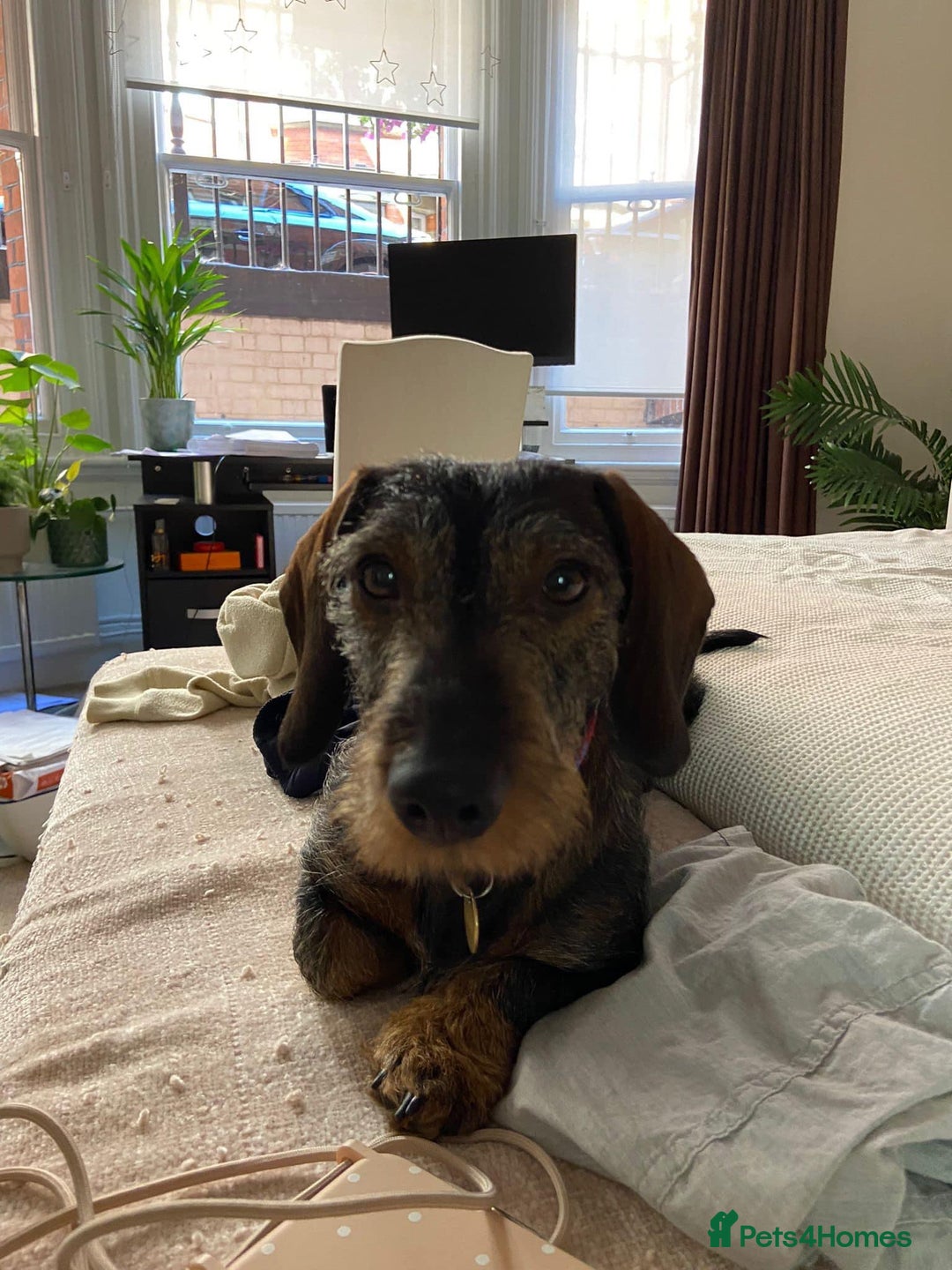 Miniature Dachshund dogs for stud: Looking for wife! Mini Wirehaired Dachshund - Image 12