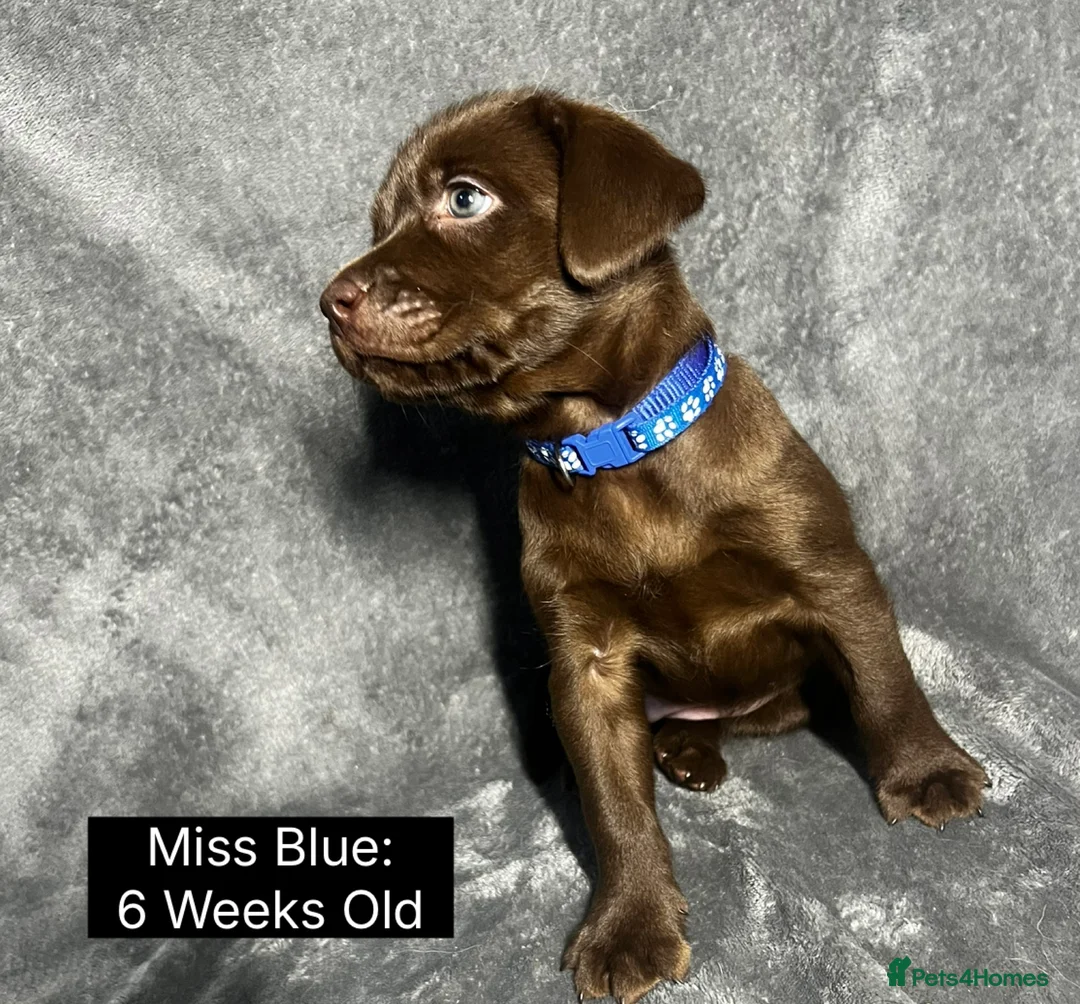 Labrador Retriever dogs for sale: 🖤🤎Superb, Kc Reg, Health Tested, Lab Pups🤎🖤 - Advert 34