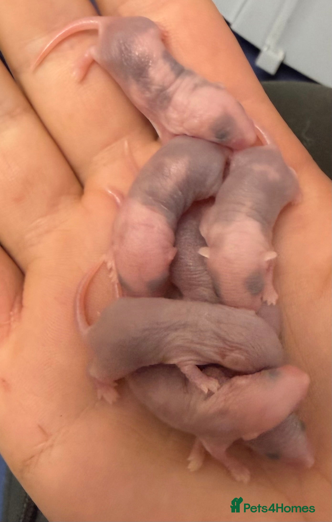 Mouse rodents females available  - Advert 6