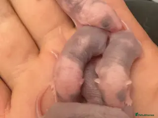 Mouse rodents females available - Advert 6