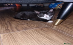 Mixed Breed cats for sale: Kittens need a forever home  - Image 6