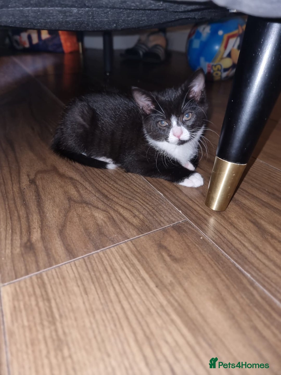 Mixed Breed cats for sale: Kittens need a forever home  - Image 6